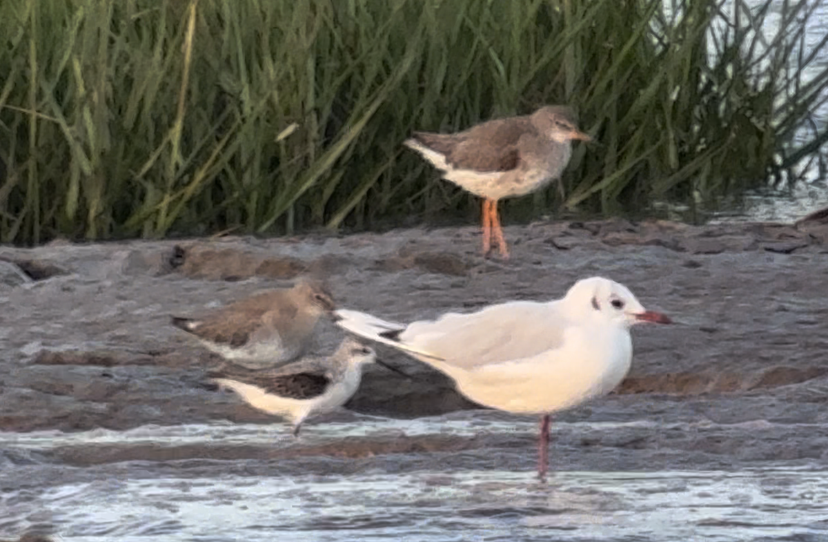 Marsh Sandpiper - ML646411435
