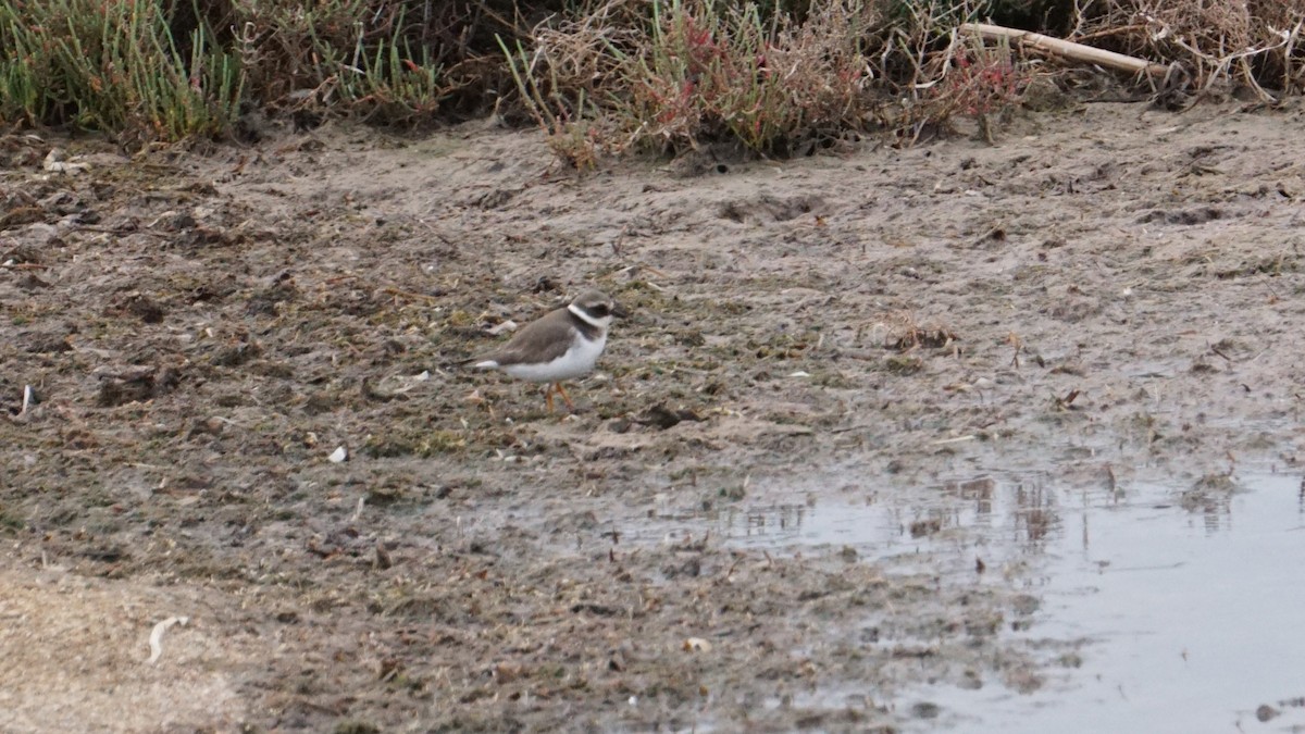 Пісочник великий - ML646411436