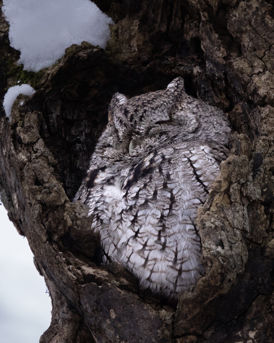 Eastern Screech-Owl - ML646411437