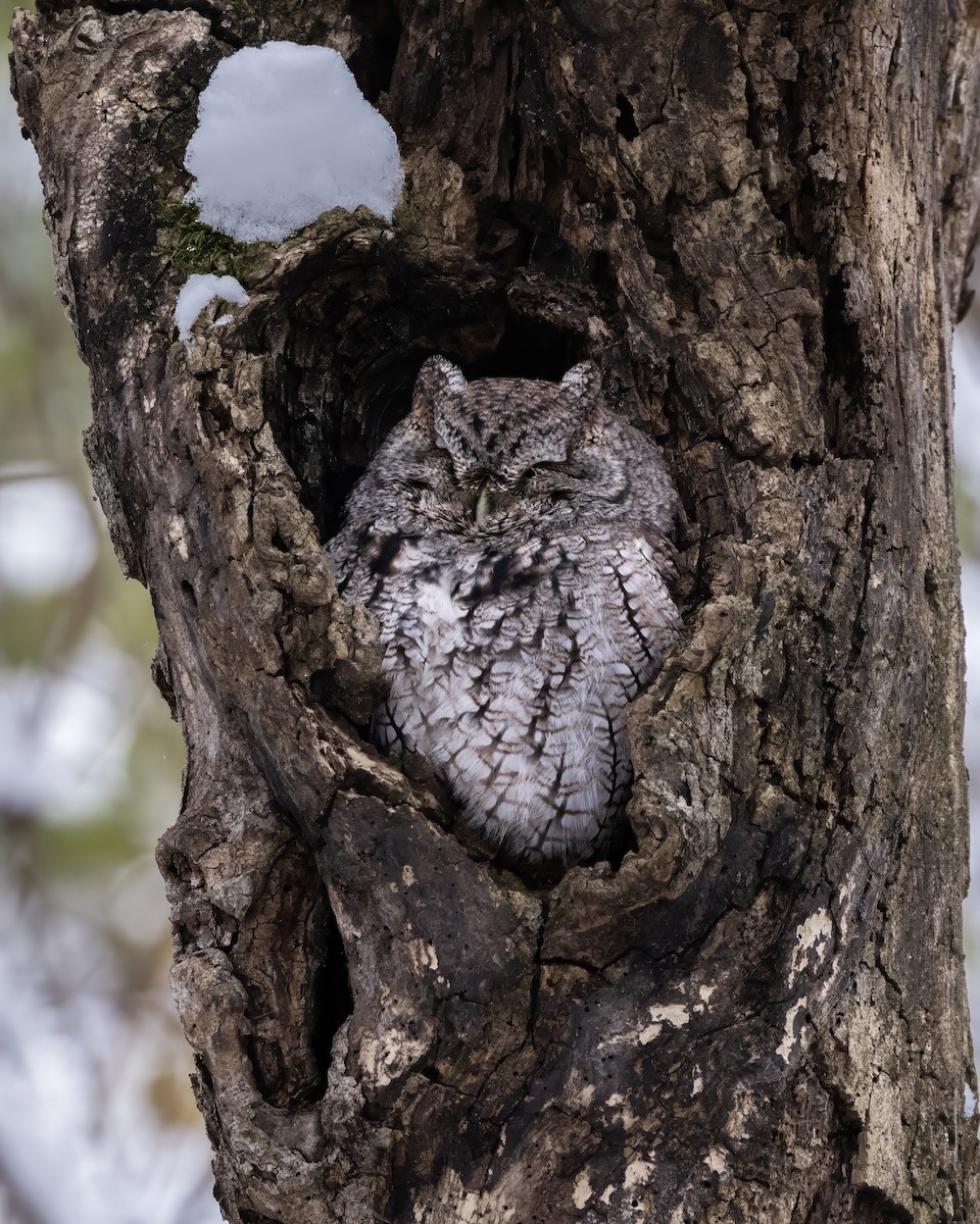 Eastern Screech-Owl - ML646411438