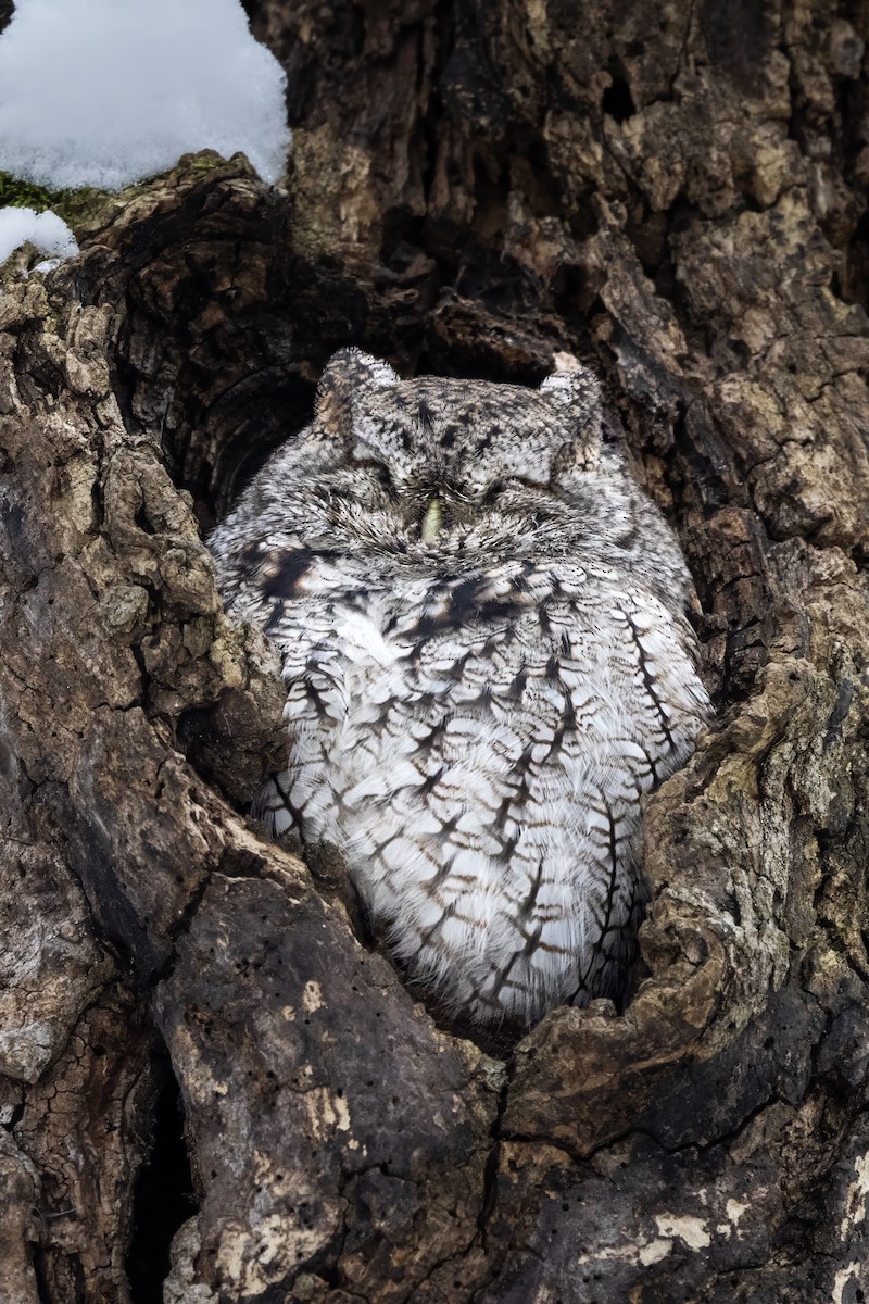 Eastern Screech-Owl - ML646411439
