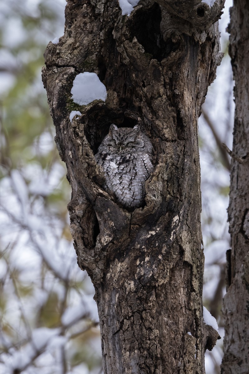 Eastern Screech-Owl - ML646411440