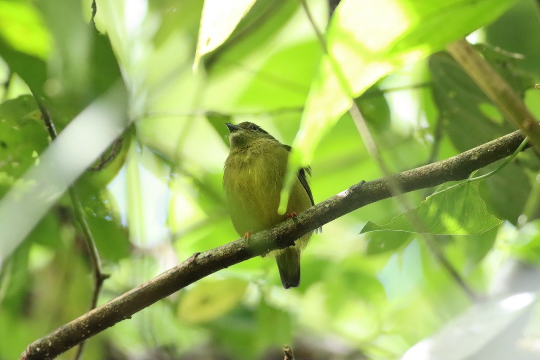 White-collared Manakin - ML646411441