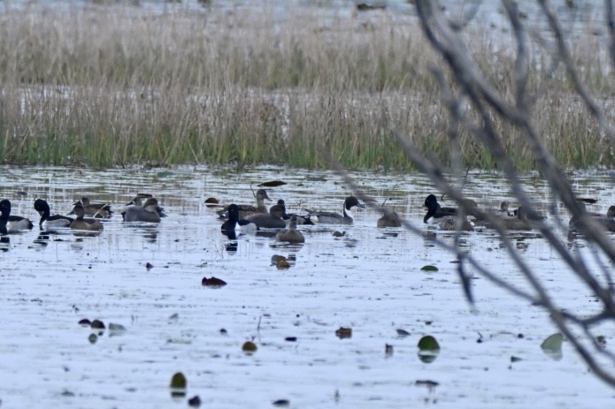 Шовтгор алаг нугас - ML646411442