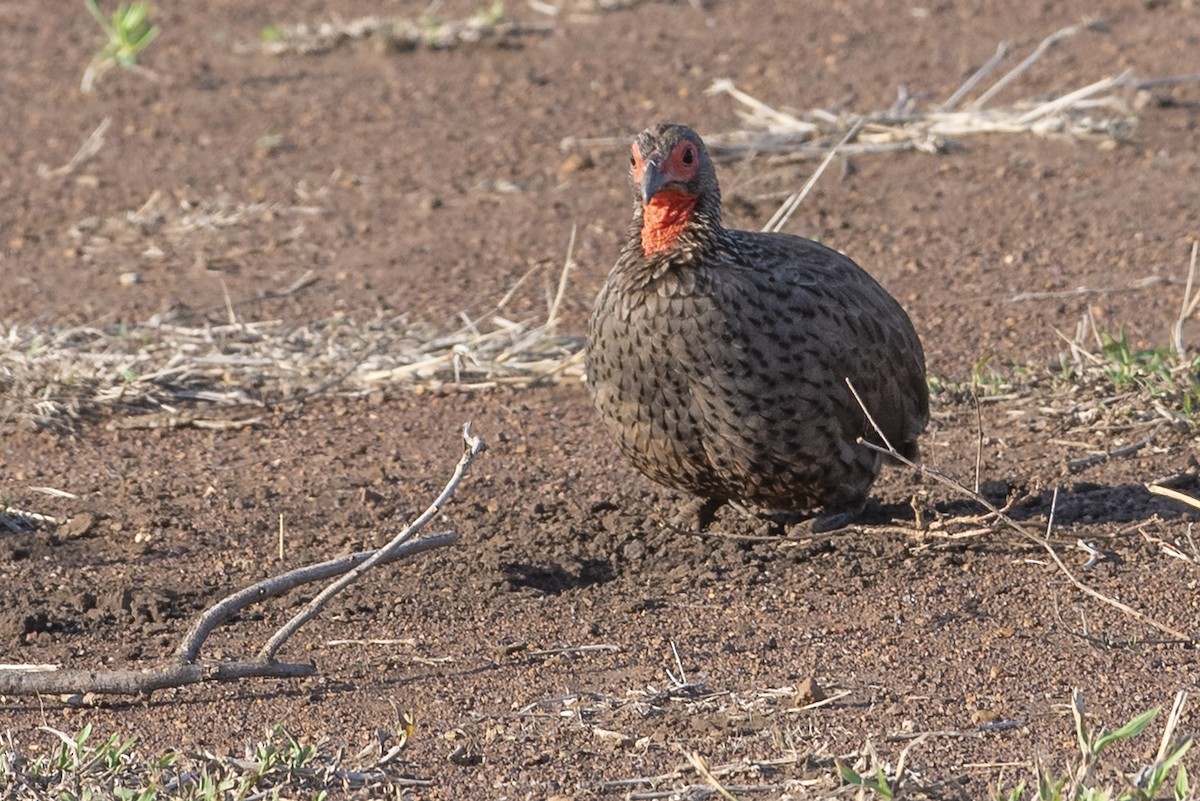 Swainson's Spurfowl - ML646411444