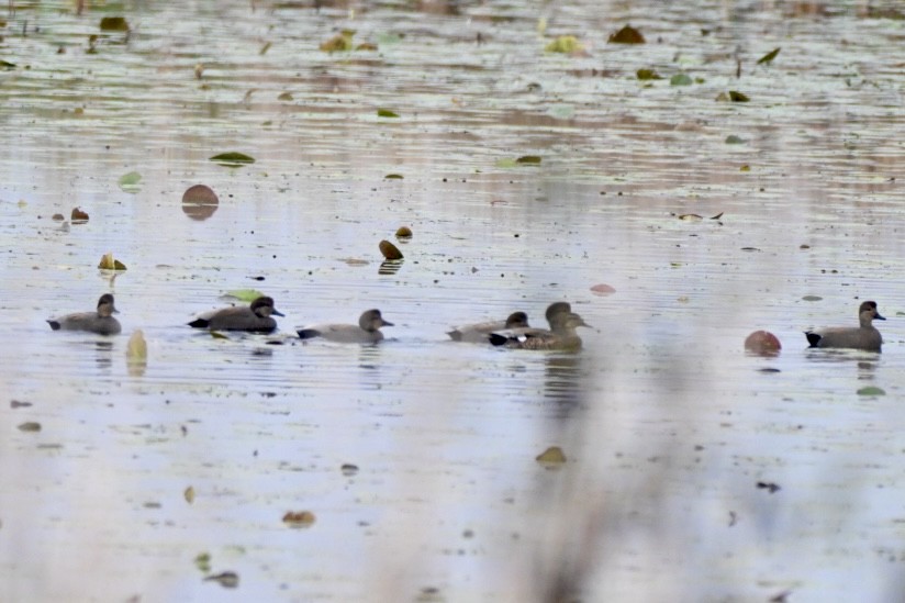 Бор нугас - ML646411449