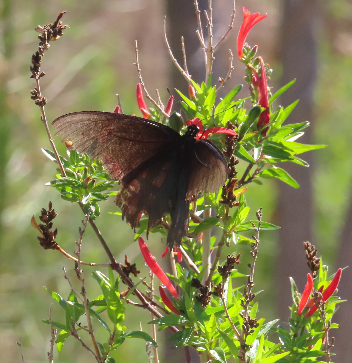 Animals - ML646411450