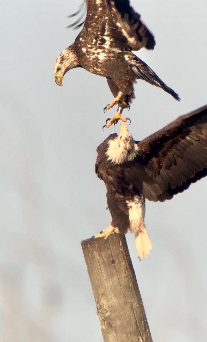 Bald Eagle - ML646411452