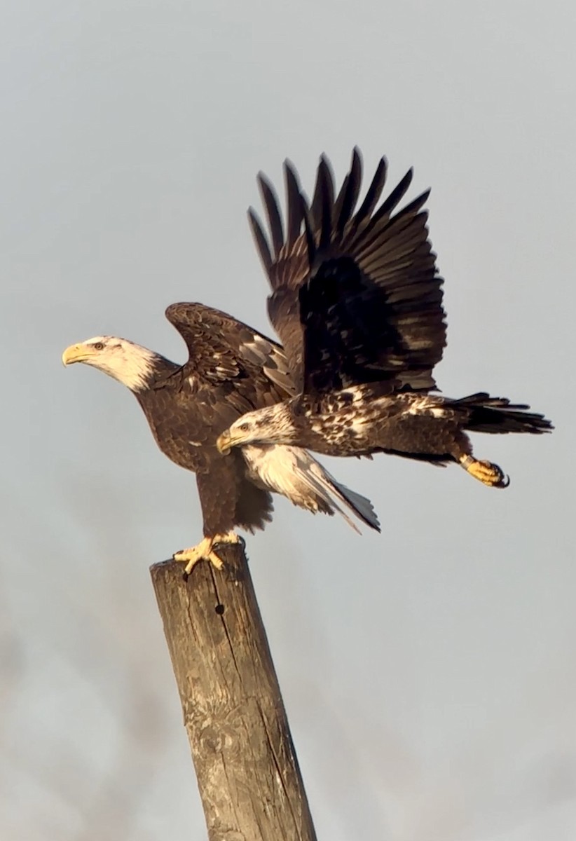 Bald Eagle - ML646411454