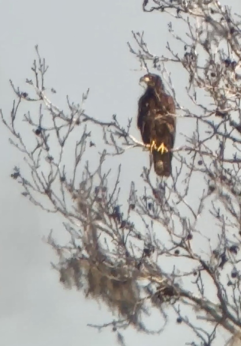 Bald Eagle - ML646411455