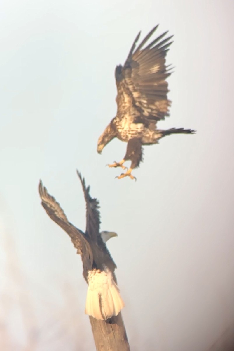 Bald Eagle - ML646411456