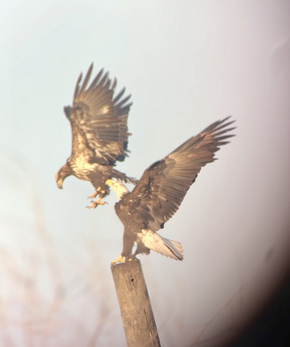 Bald Eagle - ML646411457