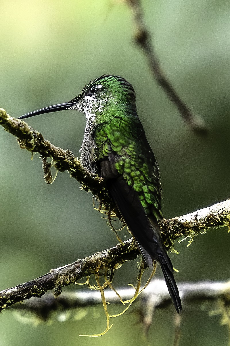 Empress Brilliant - ML646411459