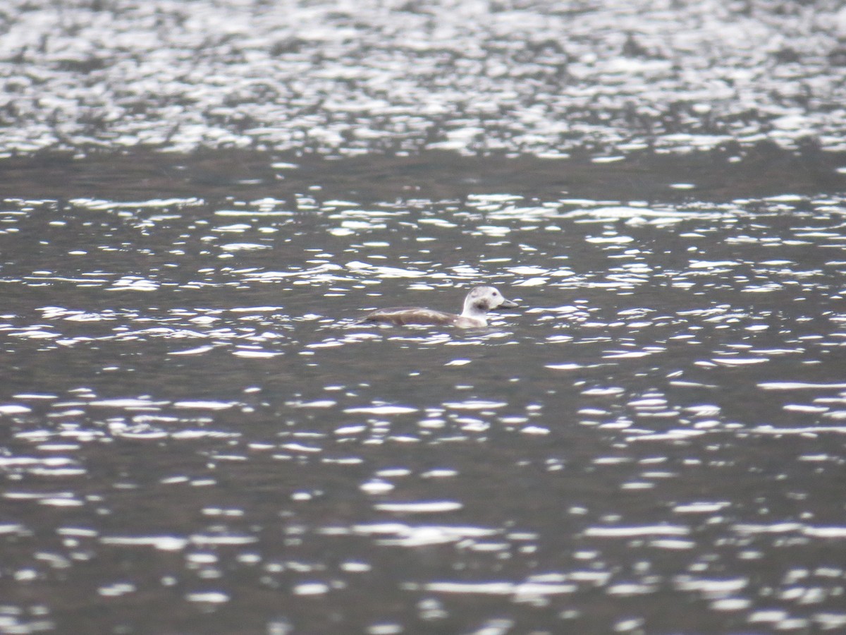 Long-tailed Duck - ML646411460