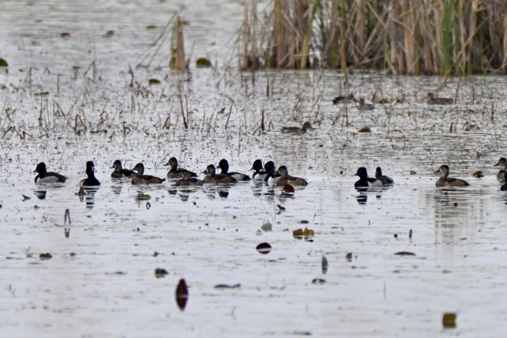 Ring-necked Duck - ML646411461