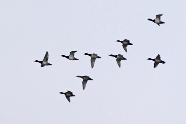 Ring-necked Duck - ML646411462