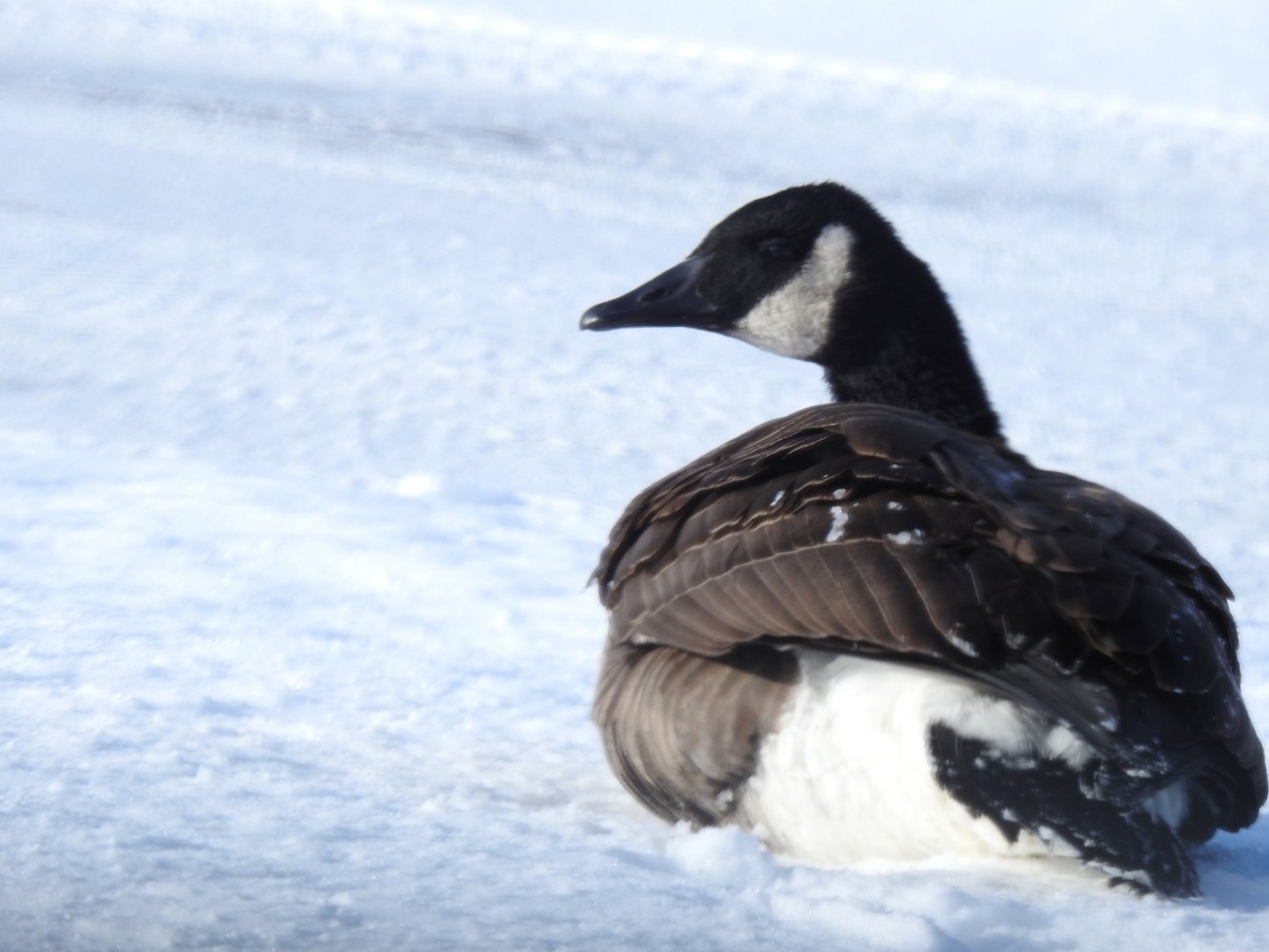 Канад галуу - ML646411463