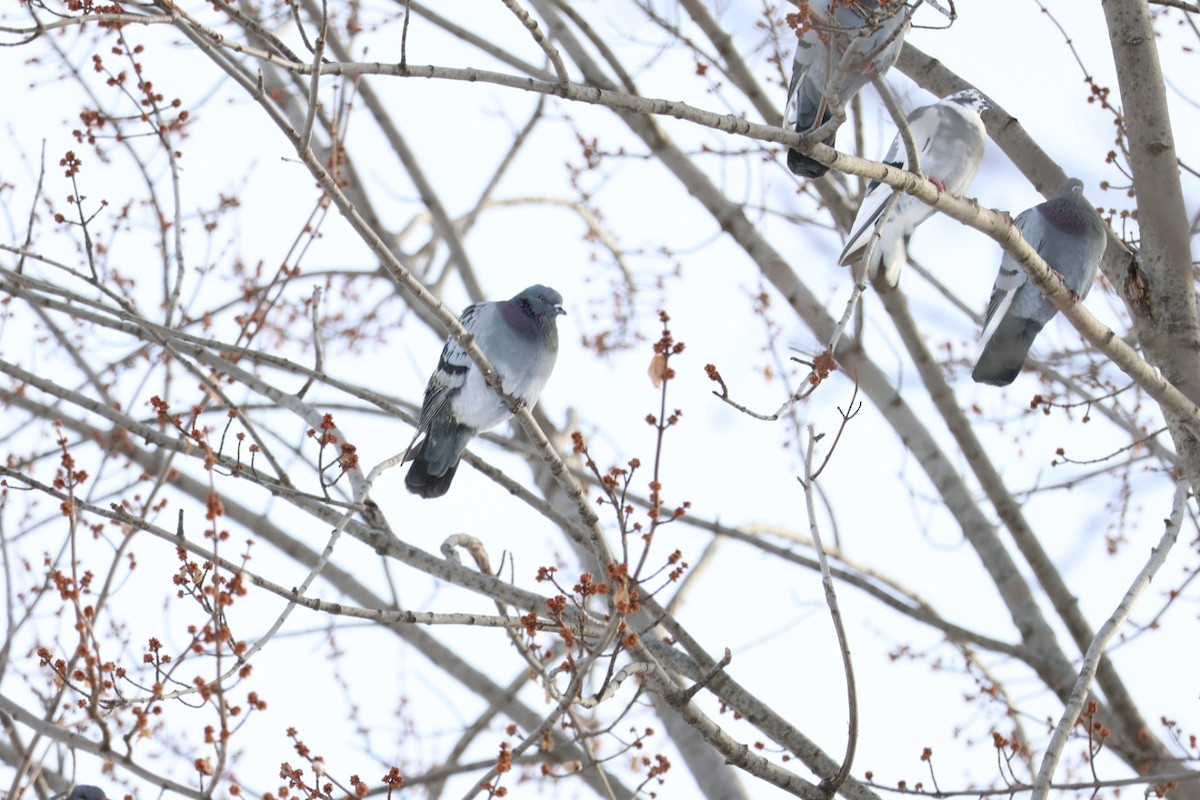 Rock Pigeon (Feral Pigeon) - ML646411465