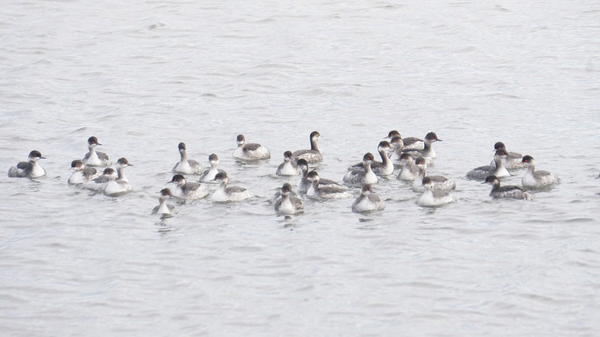 Пірникоза чорношия - ML646411467