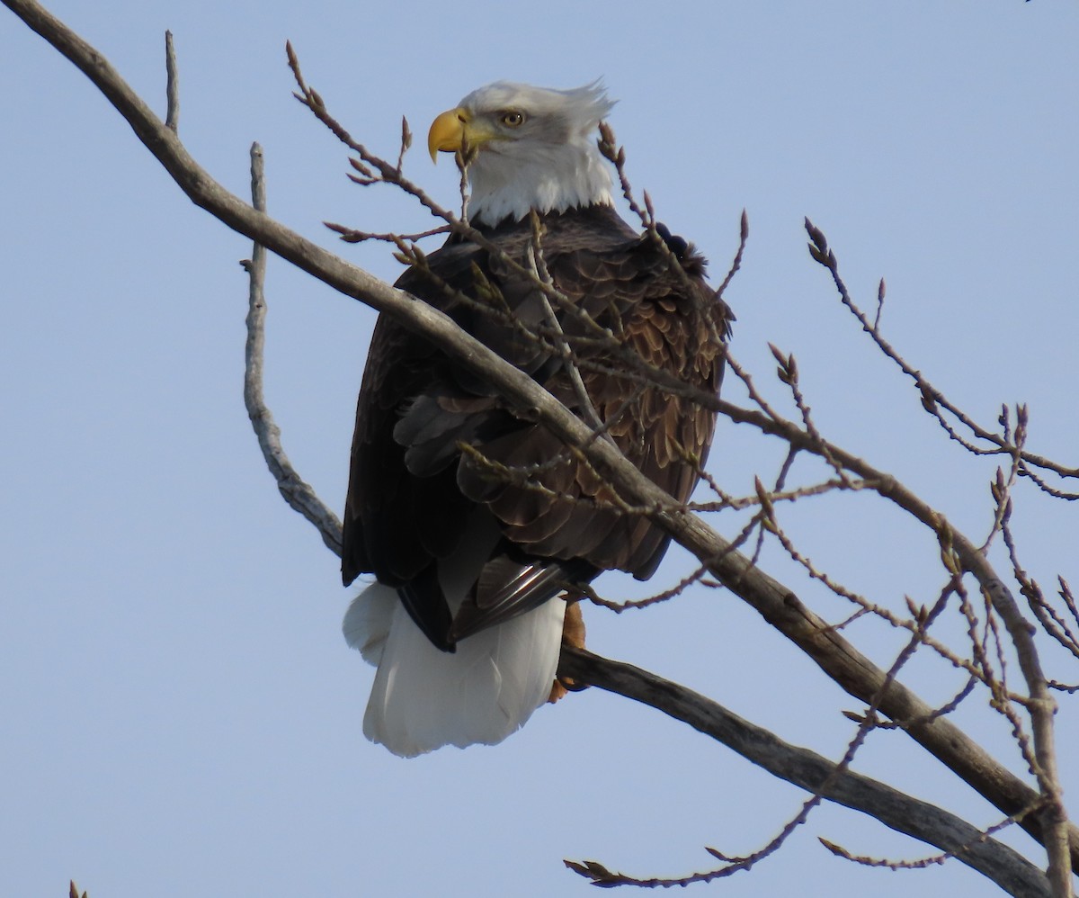 Bald Eagle - ML646411468