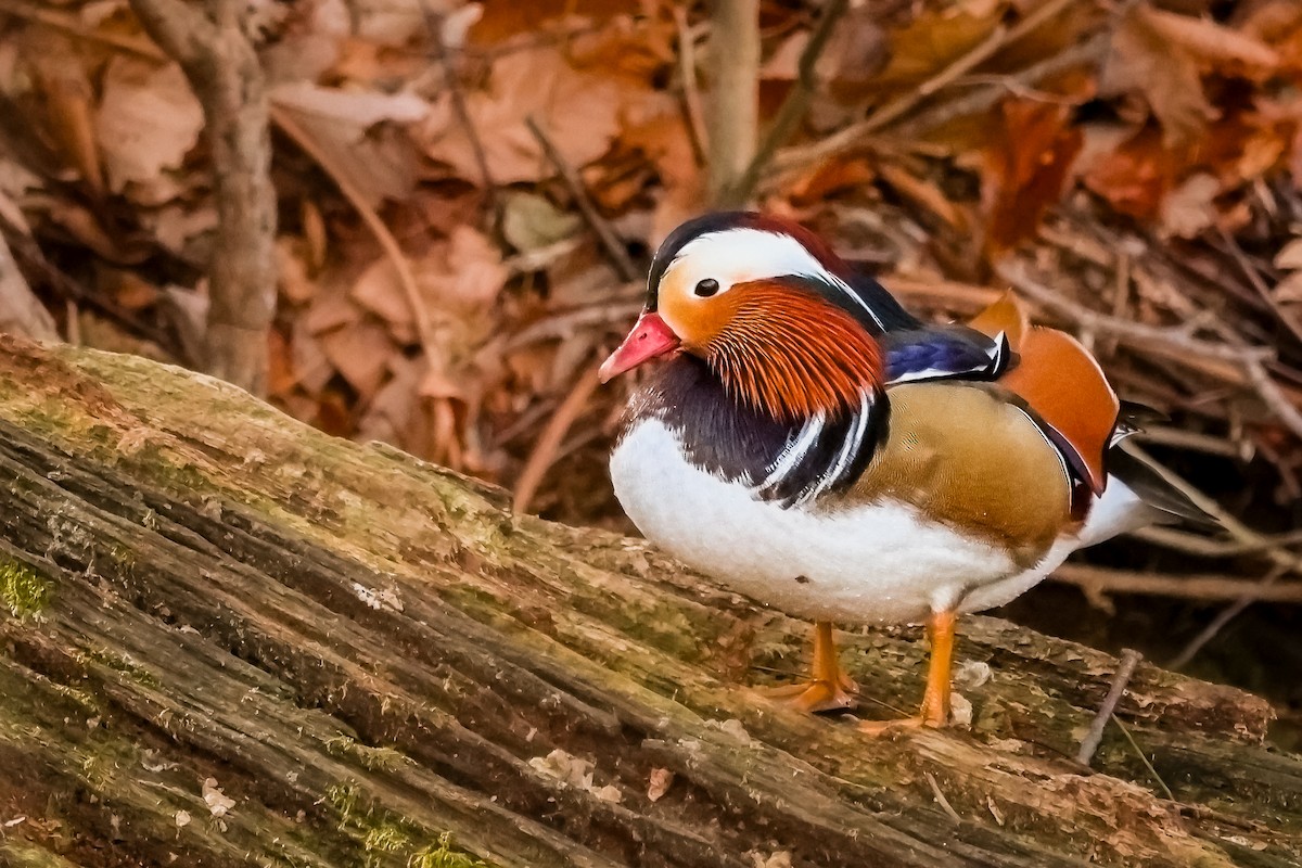 Mandarin Duck - ML646411473