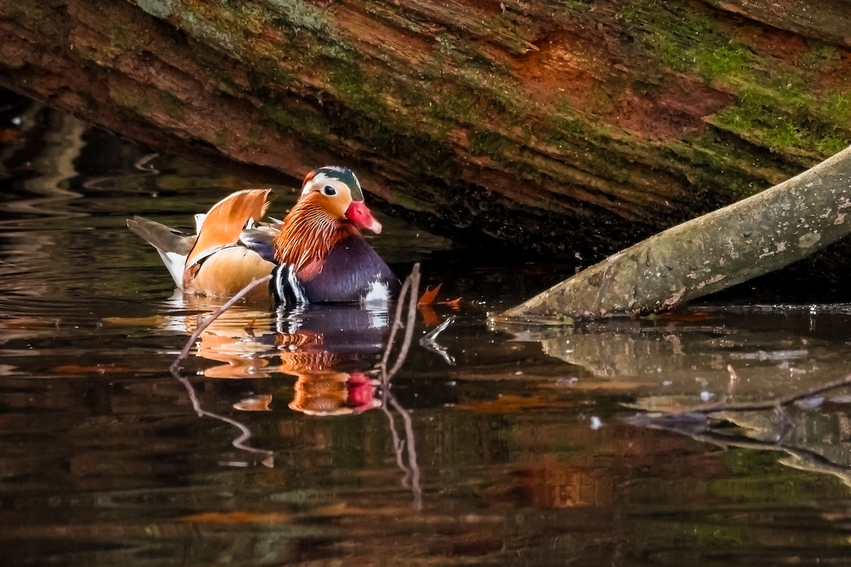 Mandarin Duck - ML646411474