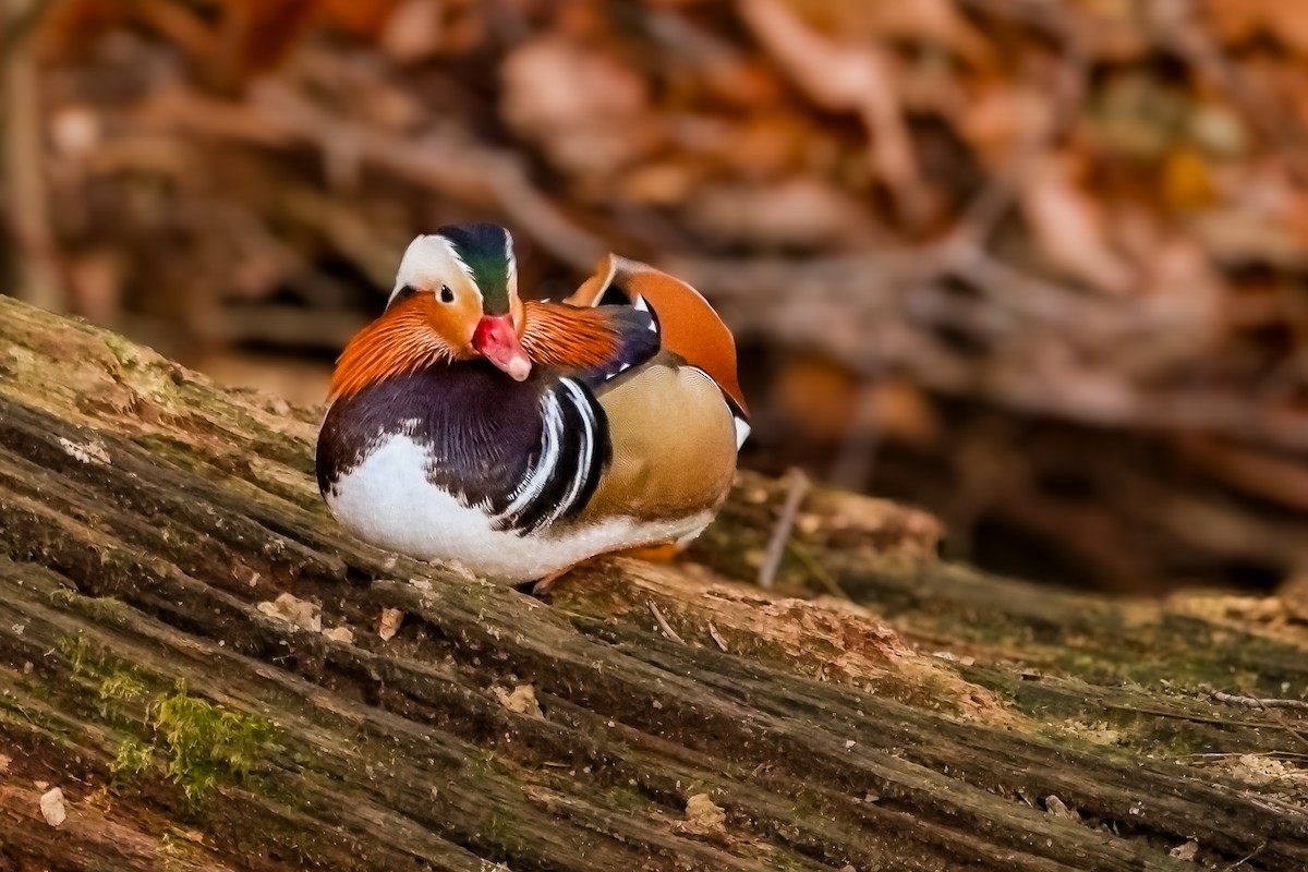 Mandarin Duck - ML646411475