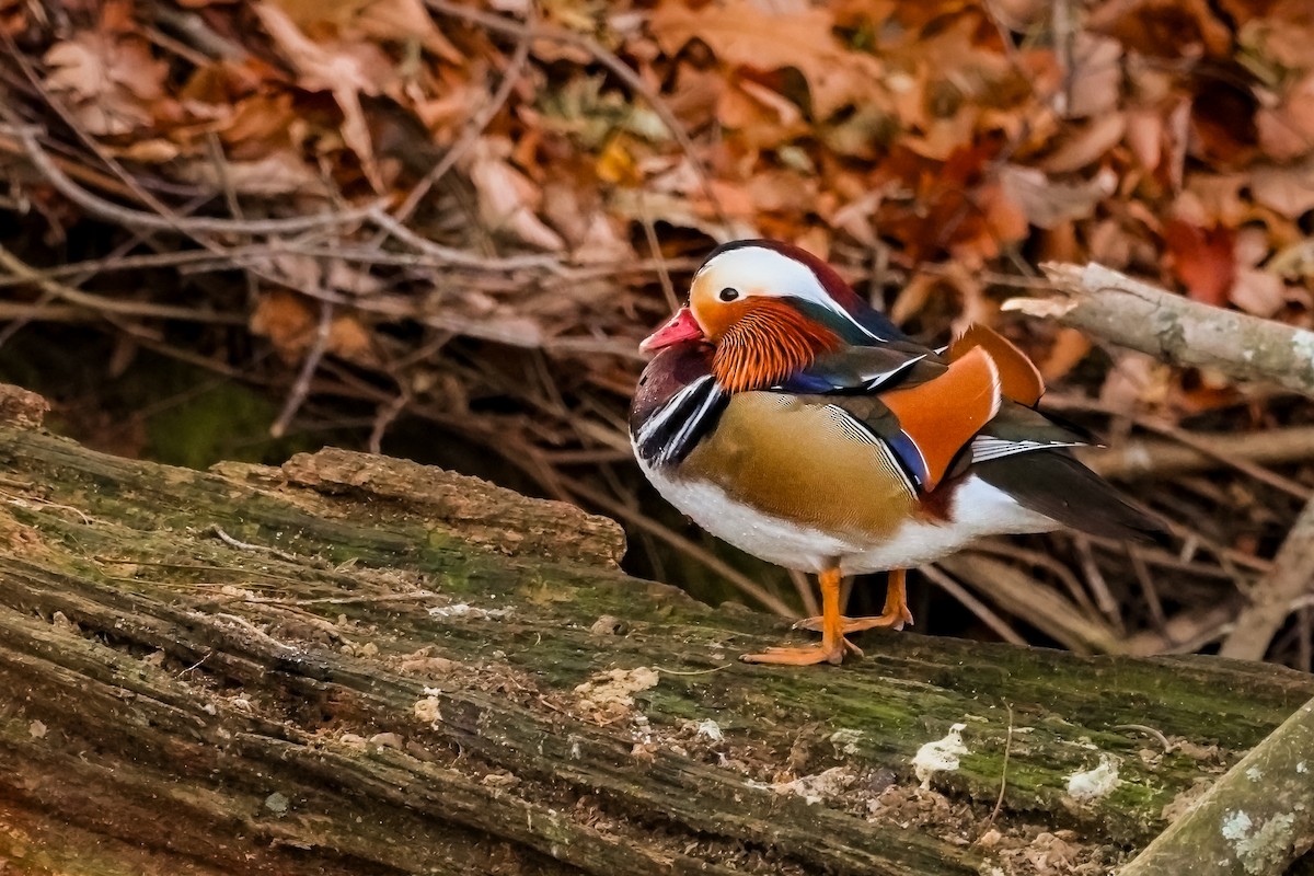 Mandarin Duck - ML646411476