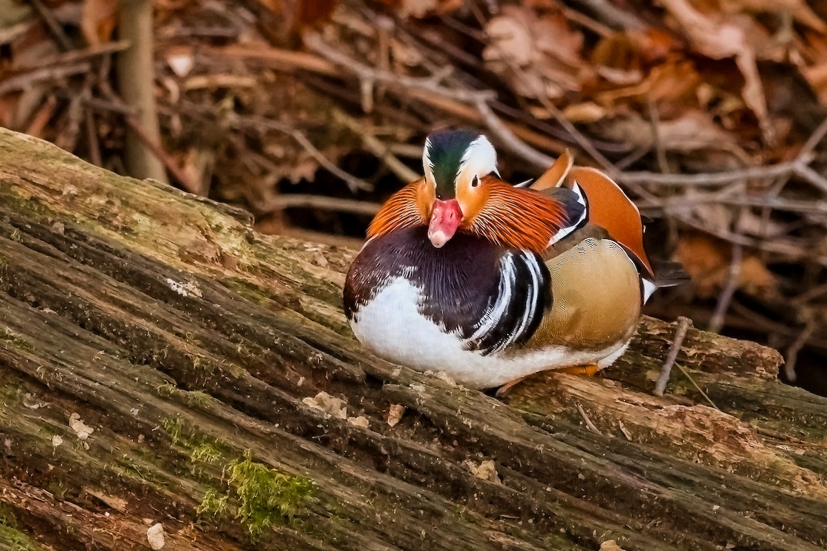 Mandarin Duck - ML646411477