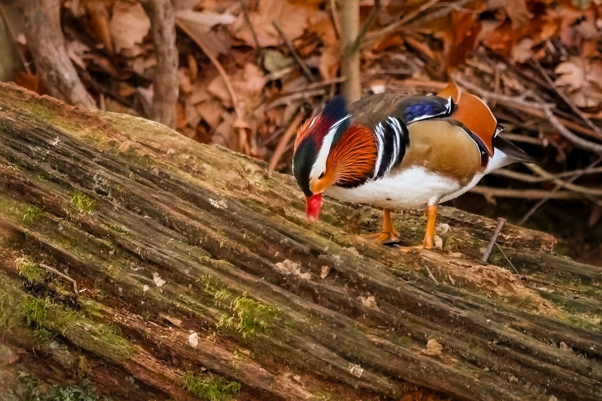 Mandarin Duck - ML646411478