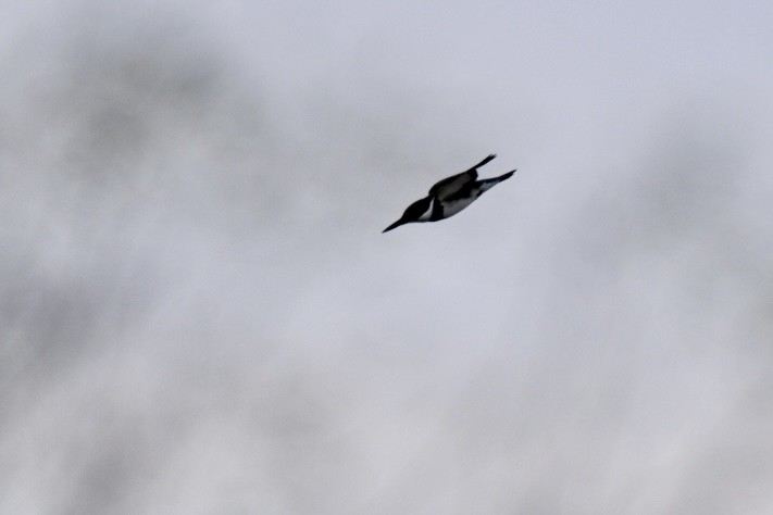 Belted Kingfisher - ML646411480