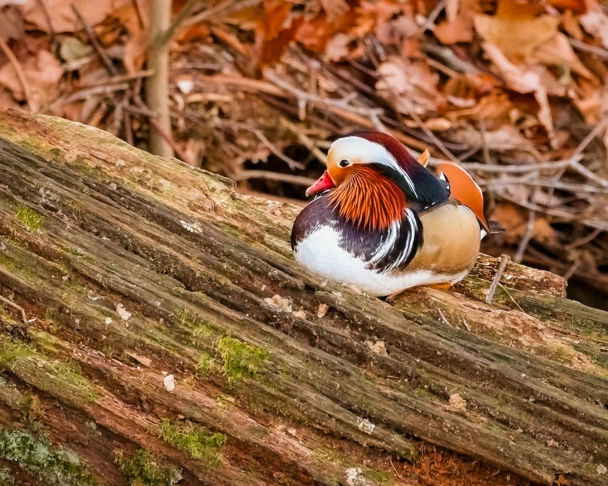 Mandarin Duck - ML646411481