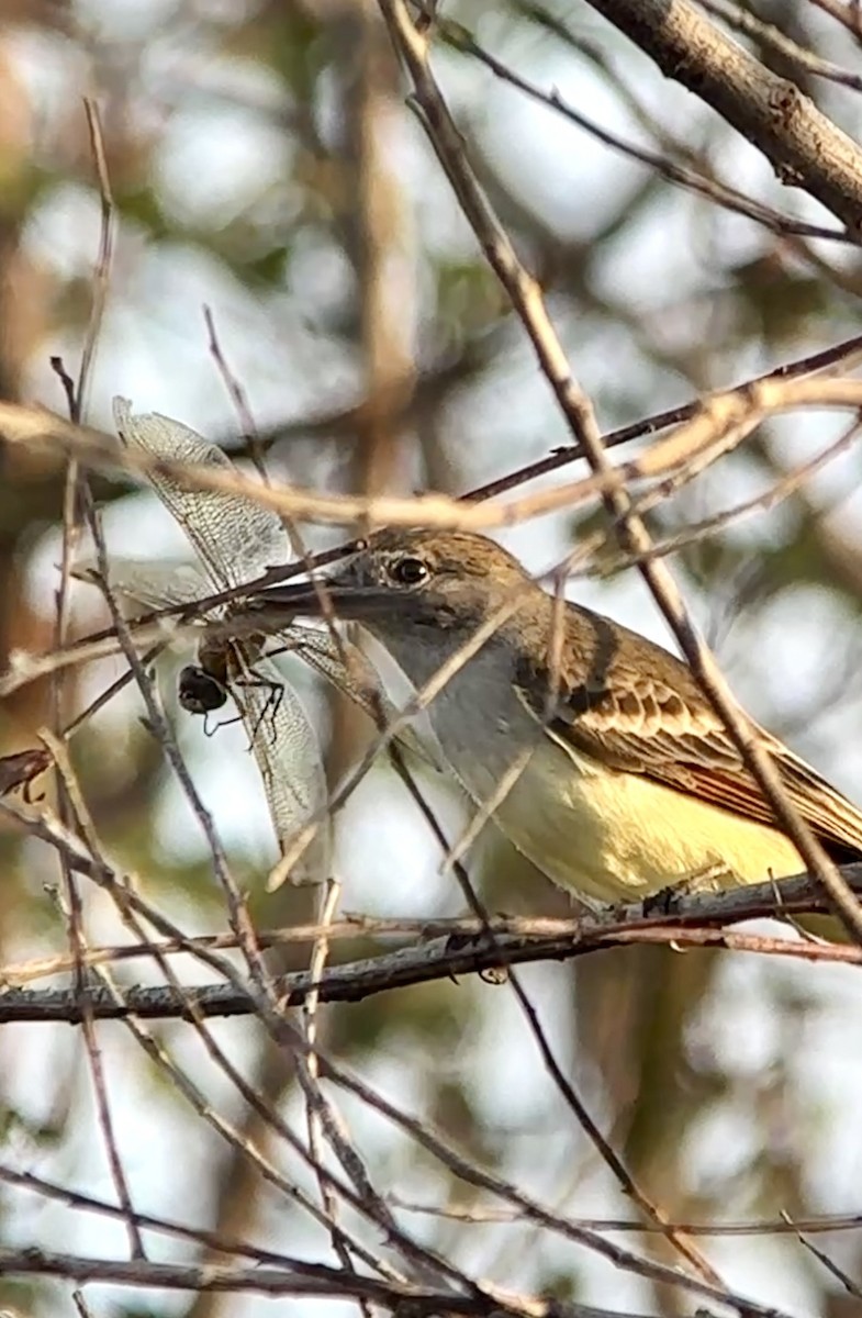 Ash-throated Flycatcher - ML646411487
