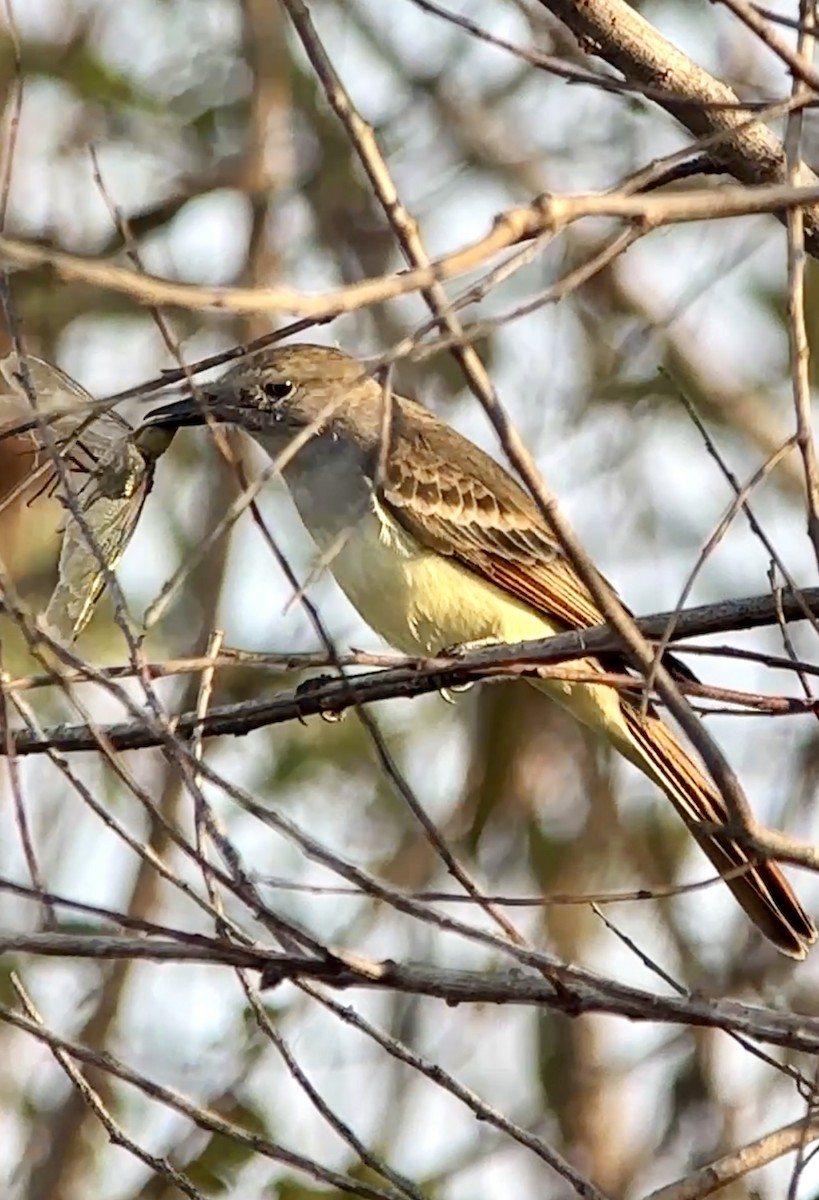 Ash-throated Flycatcher - ML646411490