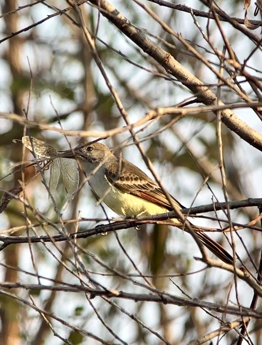 Ash-throated Flycatcher - ML646411491