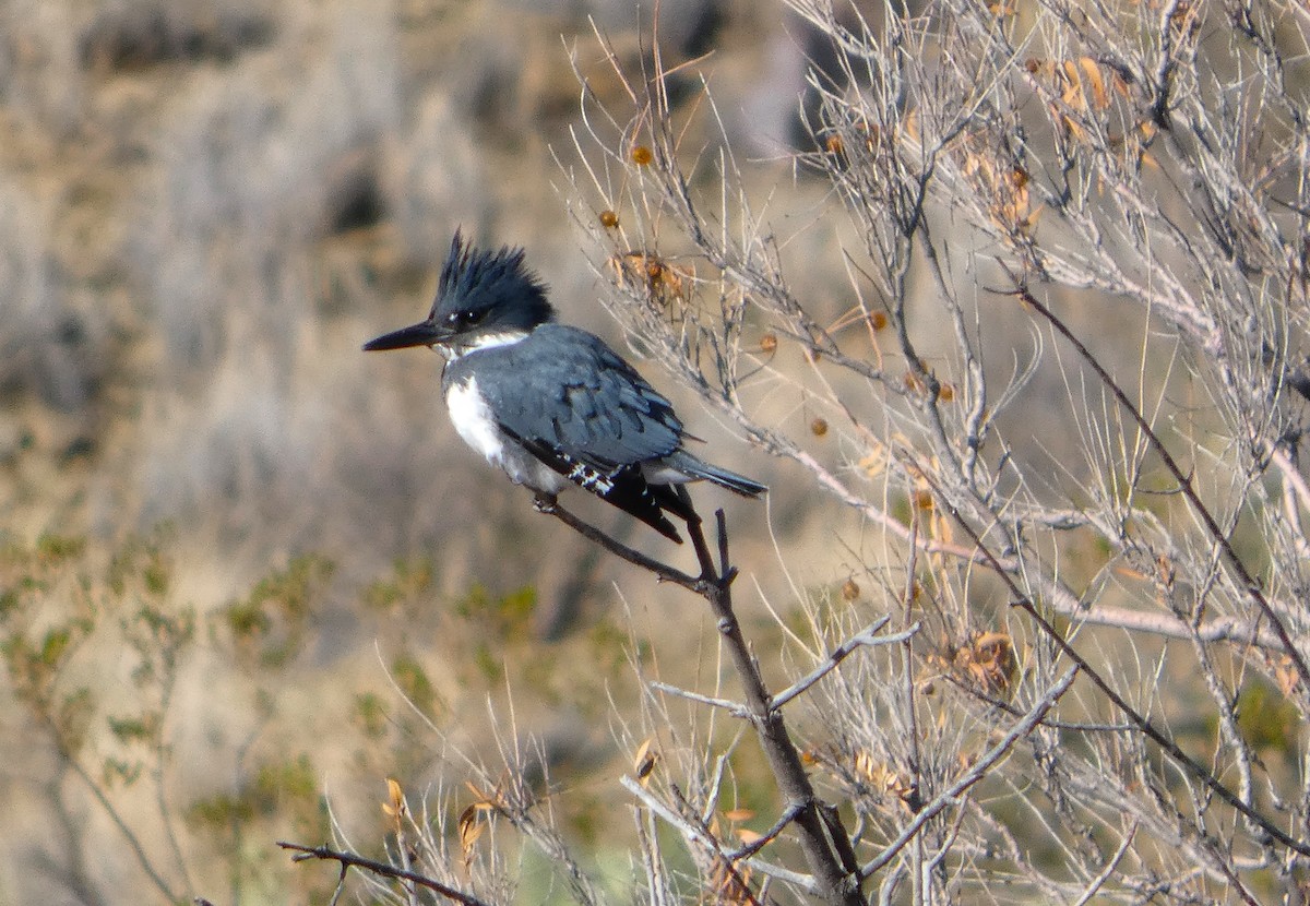 Martín Gigante Norteamericano - ML646411500