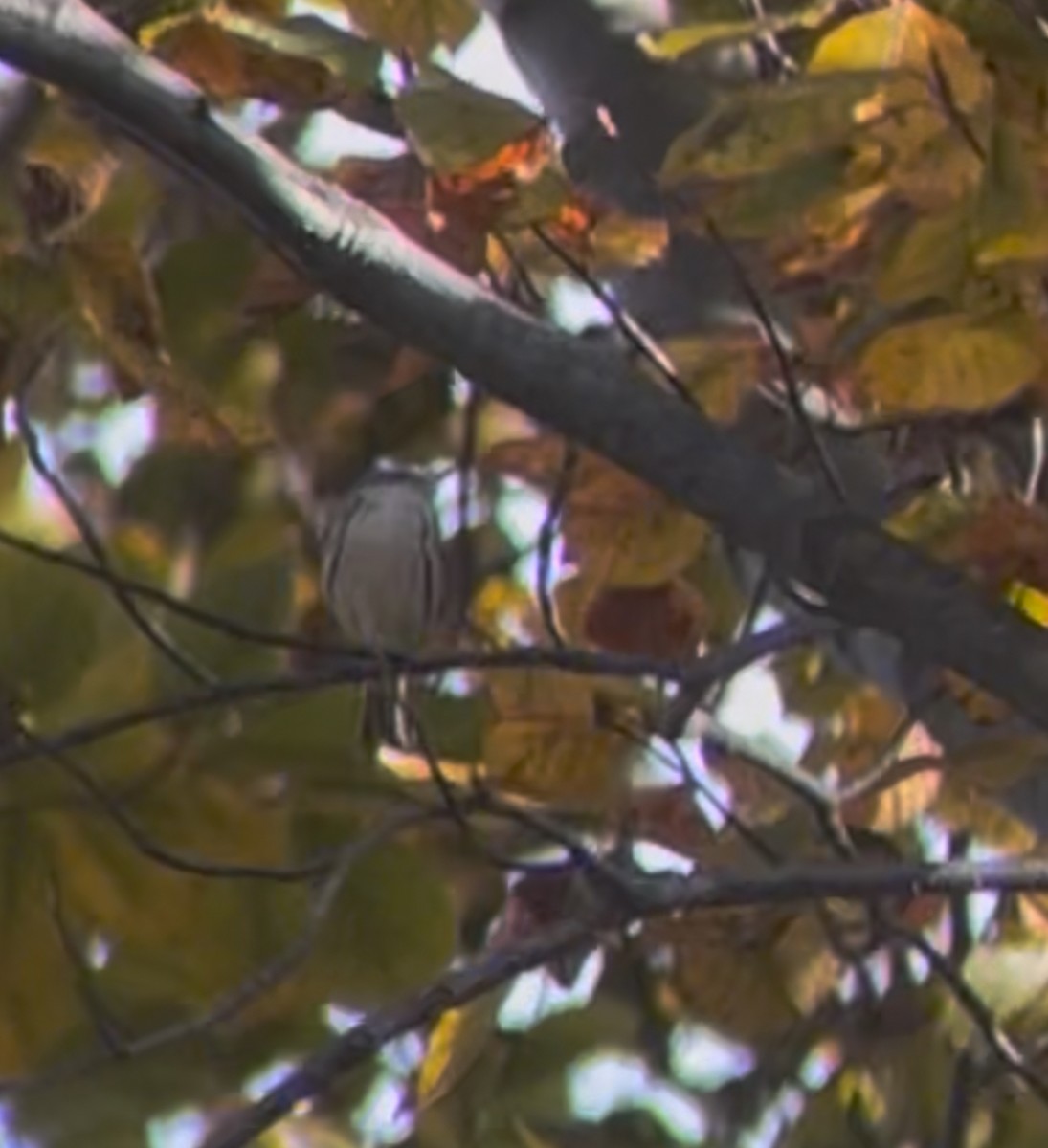 Black-throated Gray Warbler - ML646411503