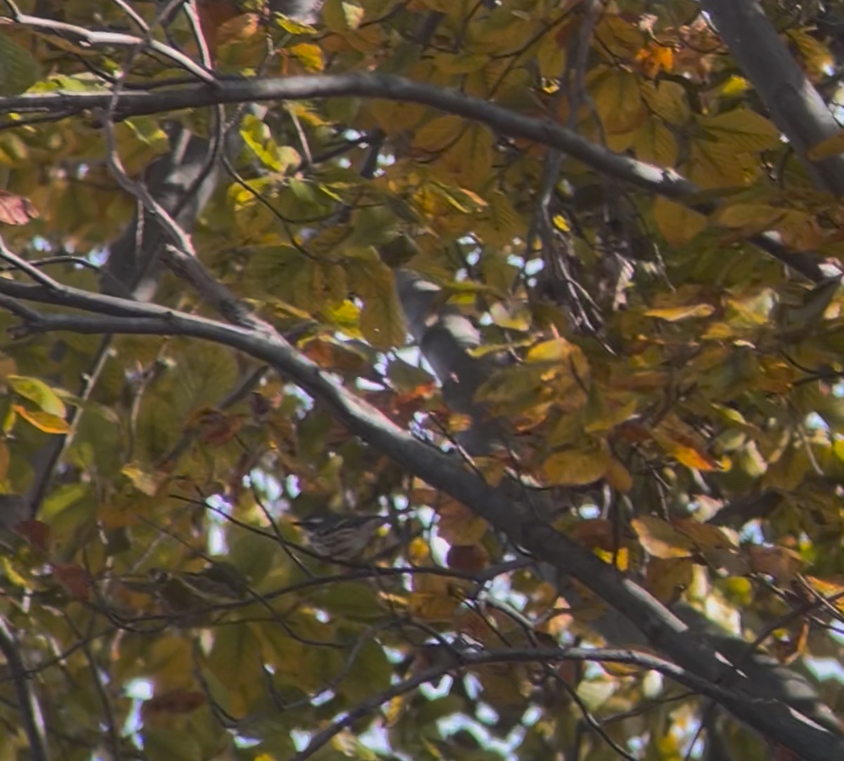 Black-throated Gray Warbler - ML646411504