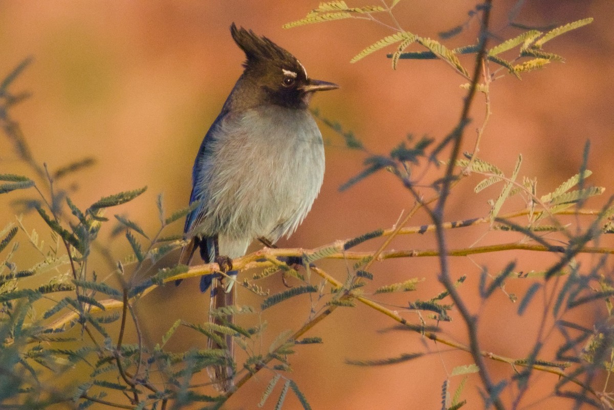 Steller Kargası [diademata grubu] - ML646411506