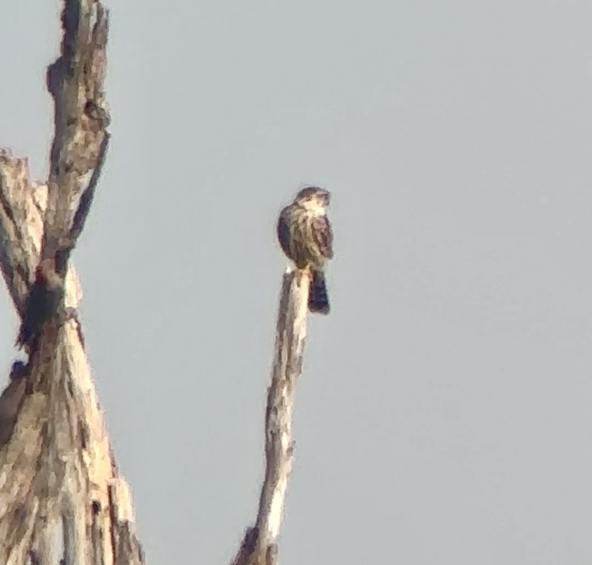 Merlin - ML646411508