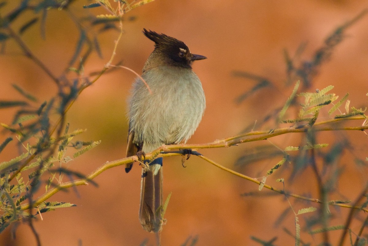 Steller Kargası [diademata grubu] - ML646411510