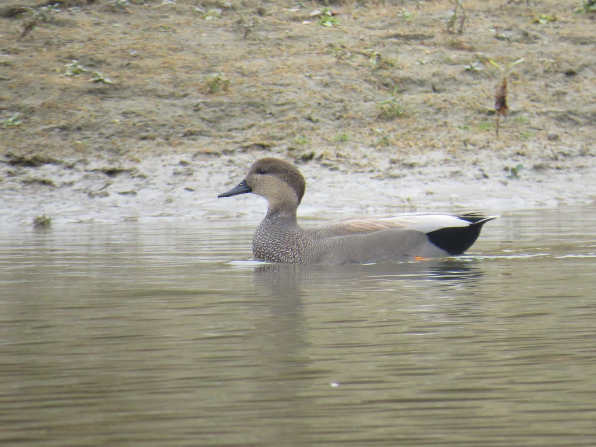 Серая утка - ML646411511