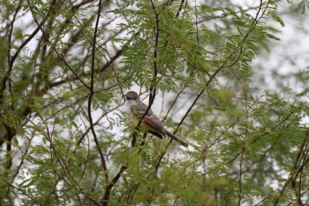Ash-throated Flycatcher - ML646411512