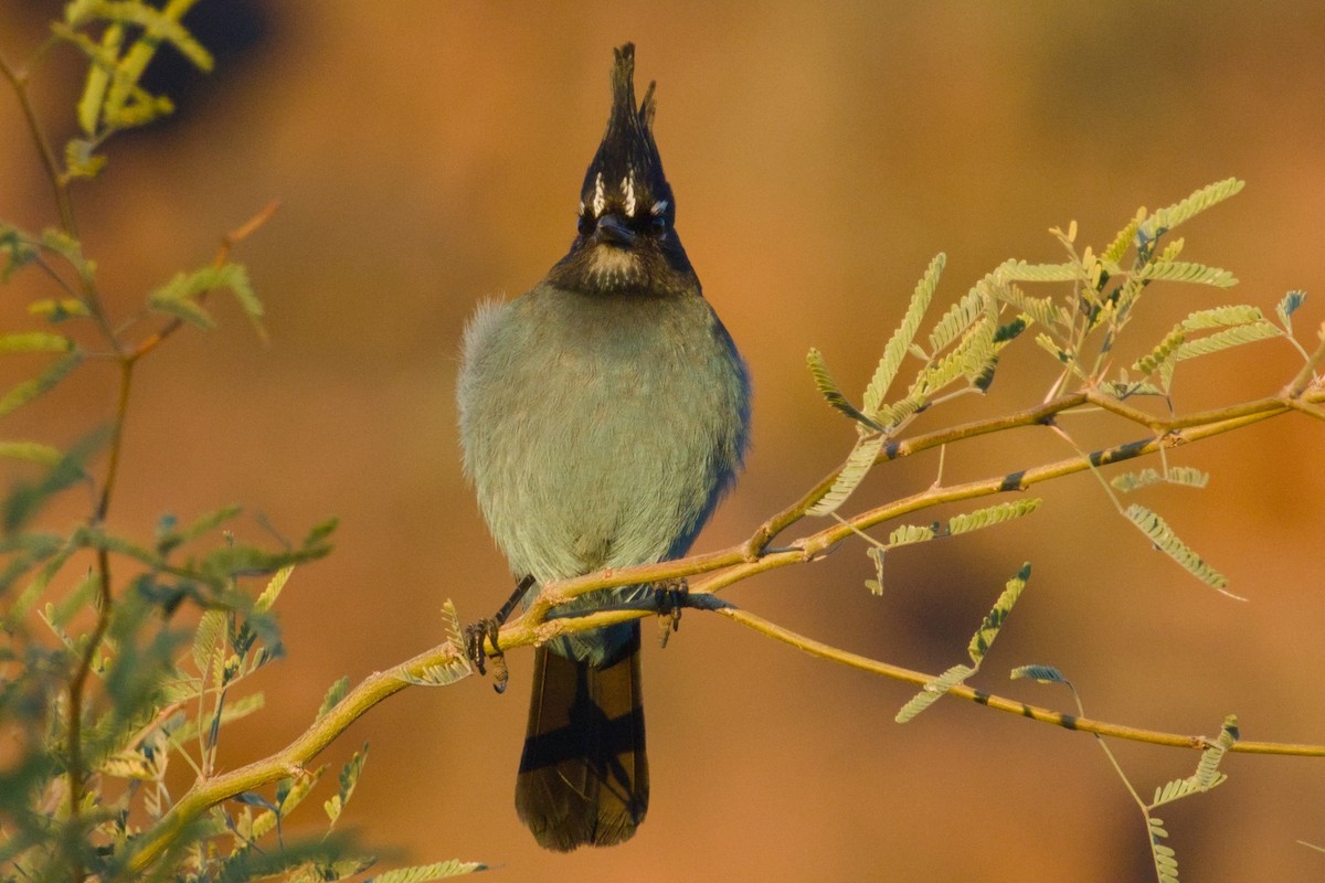 Steller Kargası [diademata grubu] - ML646411513