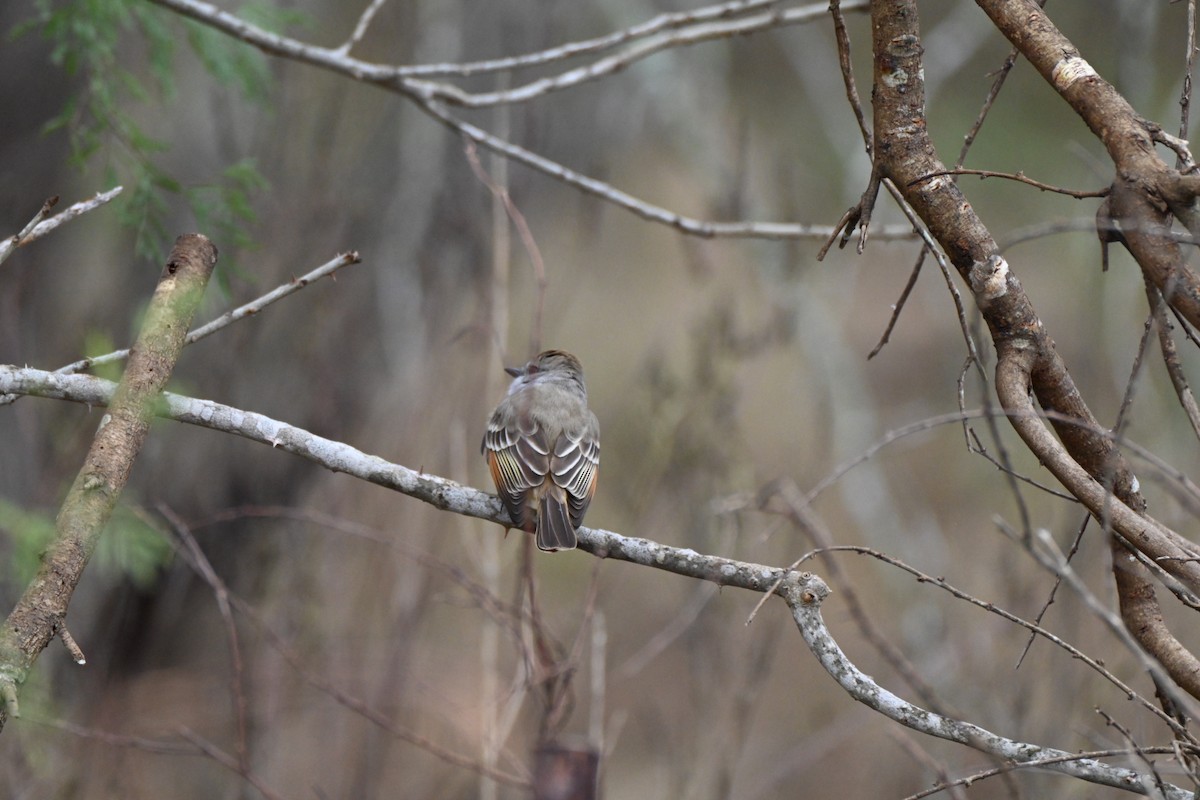 Ash-throated Flycatcher - ML646411514