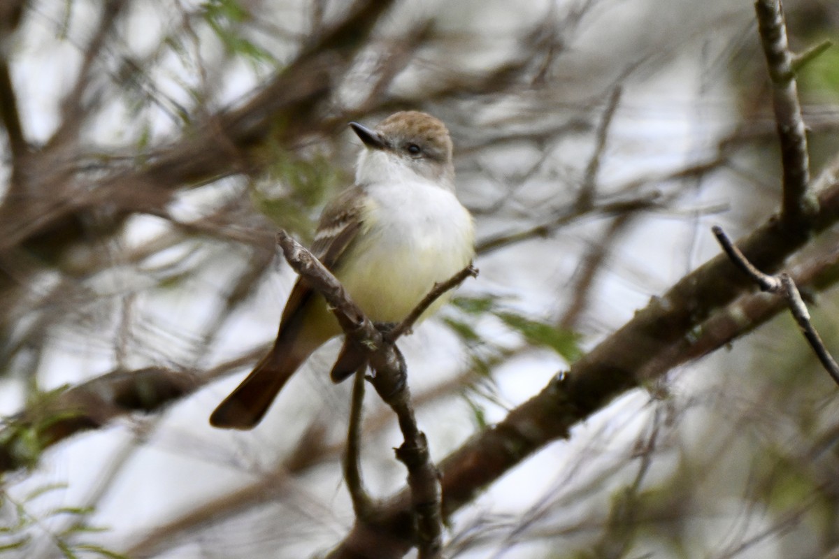 Ash-throated Flycatcher - ML646411515