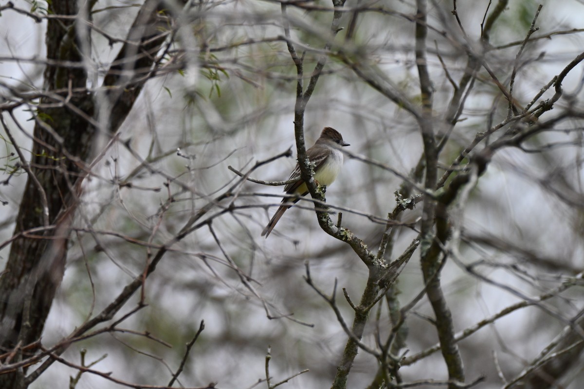 Ash-throated Flycatcher - ML646411516