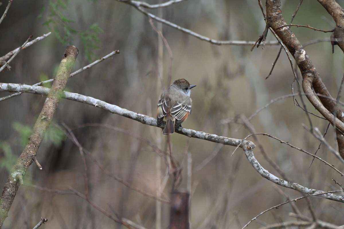 Ash-throated Flycatcher - ML646411517