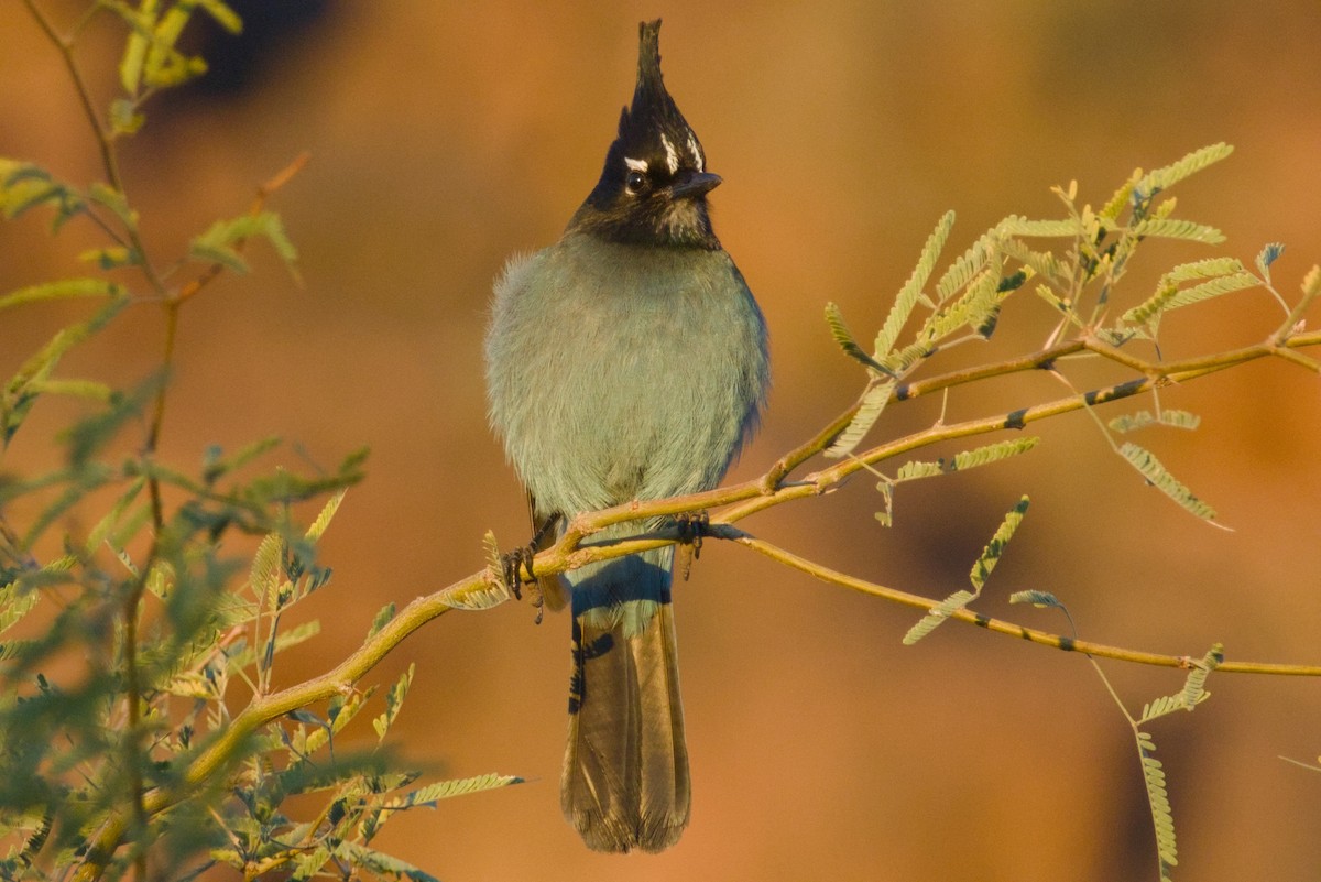 Steller Kargası [diademata grubu] - ML646411518