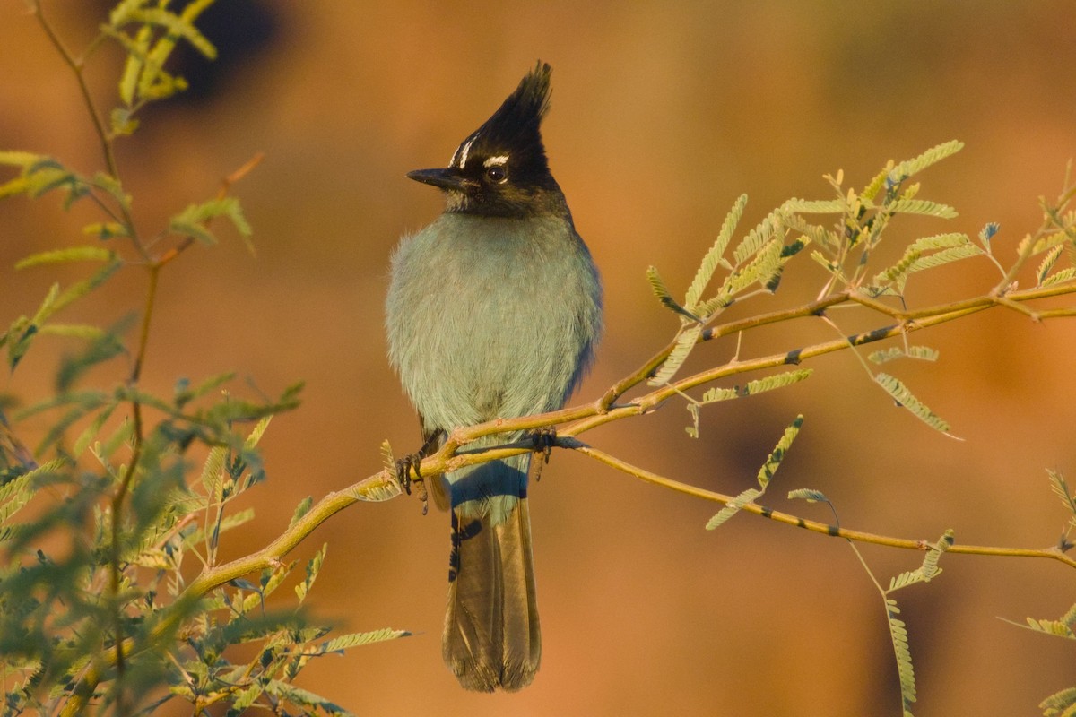Steller Kargası [diademata grubu] - ML646411519